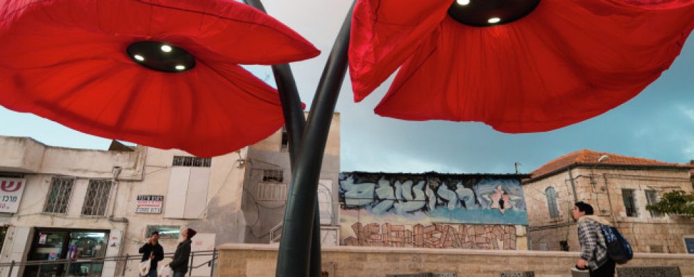 Ces coquelicots géants fleurissent quand il y a des passants